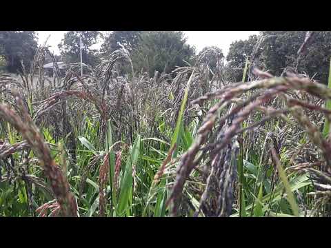 Rice Field in Missouri - YouTube