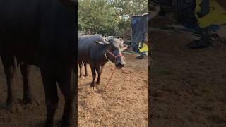 Deep Buffalo Sound 🐃 | Relaxing Farm Animal ASMR | Viral Short