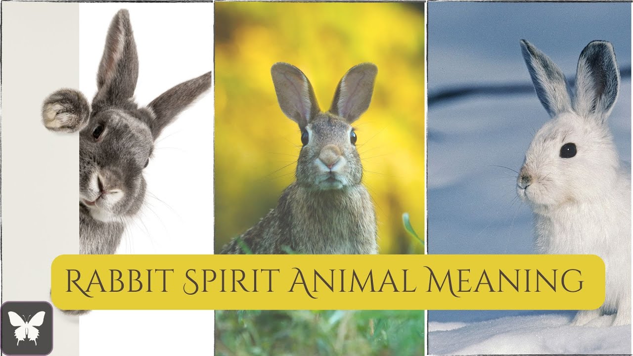 Rabbit Spirit Animal Symbol & Meaning