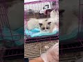 POV Browsing Kittens at Pet Market – Livestream Preview