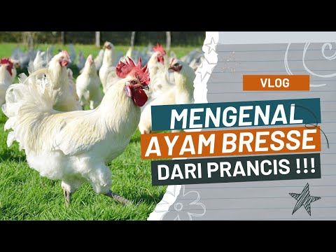 Video: Bresse, Prancis dan Ayam Terbaik Dunia