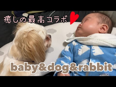 赤ちゃんと犬とうさぎ 最高の癒しコラボ Youtube