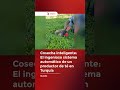 Productor de té inventa un sistema que corta, aspira y almacena la cosecha automáticamente. 🍃⚙️