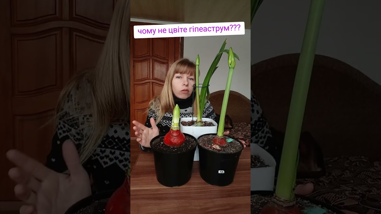 Гіпеаструм в Україні ❤️