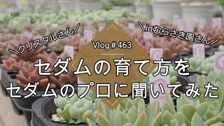 【Vlog463】【多肉植物】セダムの育て方をセダムのプロに聞いてみた【むらさき園】【クリスタルさん】