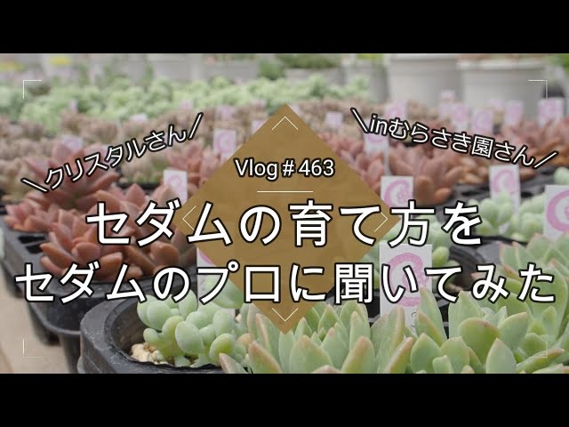 多肉植物]木立し過ぎた桃美人丸刈り〜^_^1人になった私の戯言 - YouTube