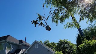 Getting Giant Palm Trees & Bird of Paradise Delivered