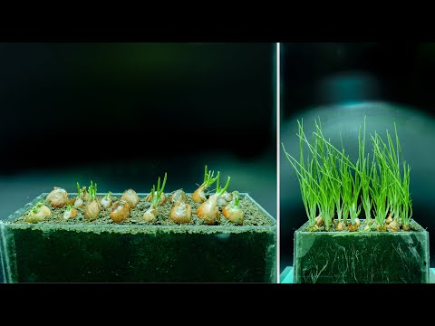 How To Grow Onions At Home From Start To Finish Time Lapse