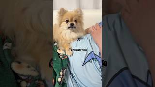 아빠 물어에 이은 아빠 때려 개인기