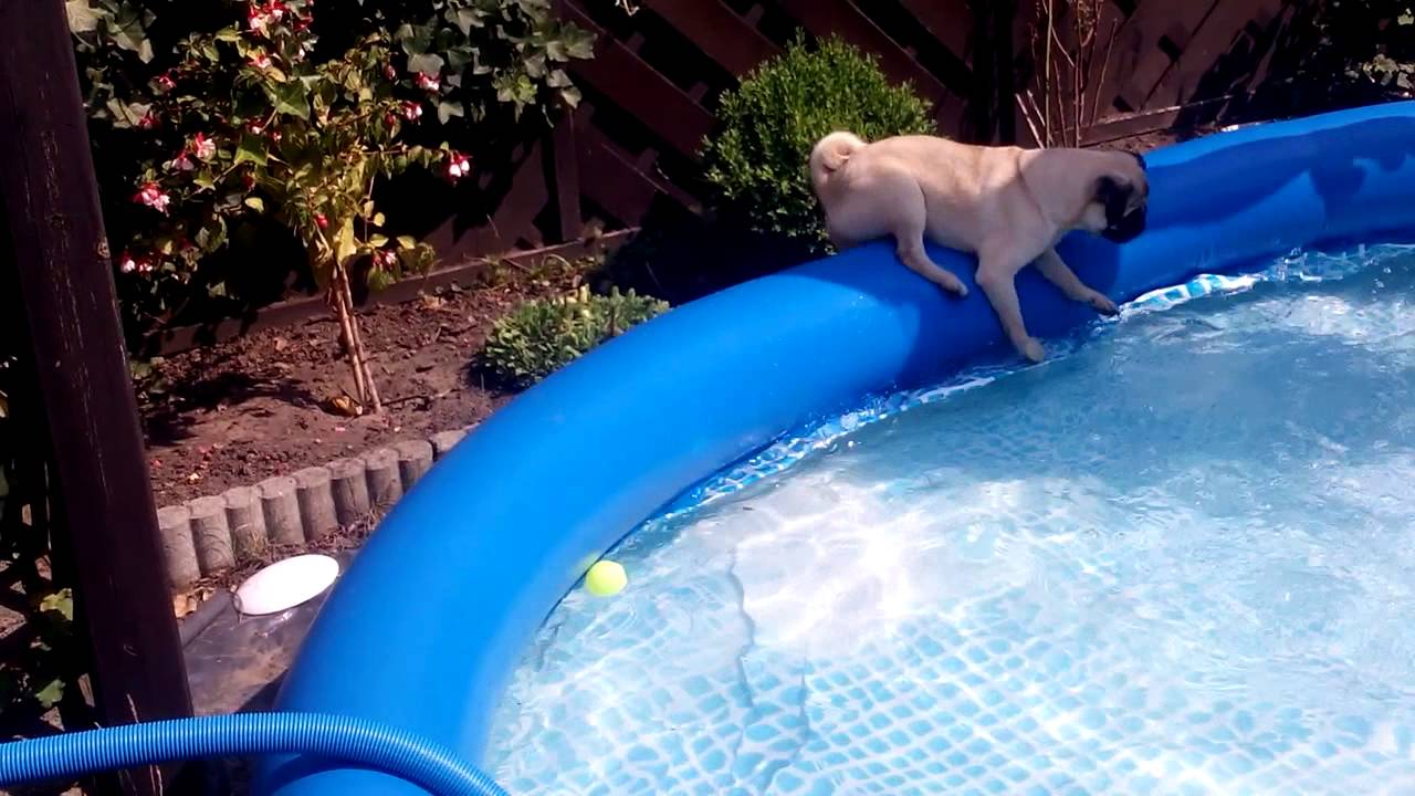 pool hund
