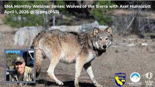 Wolves of the Sierra | Axel Hunnicutt