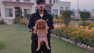 French Mastiff Puppies Labrador ke Rate main🥰 Lootlo offer presented by Doggyz World Kennel