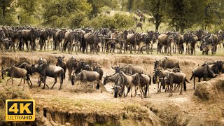 Our Planet  Serengeti National Park,Tanzania 4K - Relaxing Music With Video About African Wildlife