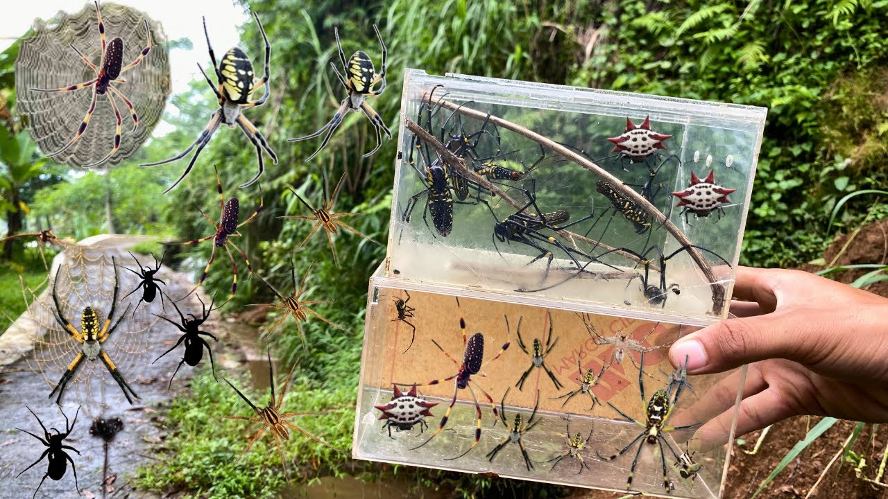 Hunting Top Spider In the River !! Brown Recluse Spider, Golden Orb ...