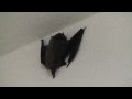 コウモリ