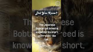 Interesting Facts about Japanese Bobtail cat.  #shorts #short #interestingfacts #cats