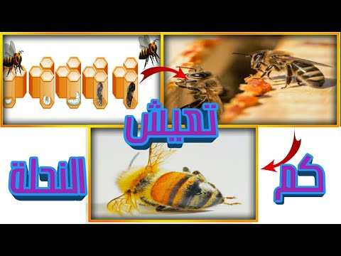 هل تعلم ما هو عمر النحلة كم تعيش النحلة الملكة الشغالة الذكور