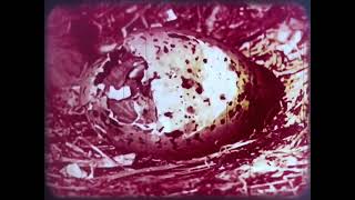 Adaptations for Survival: Birds (1969) - 1971 Eastman 16mm Color Sound Film Reel Print
