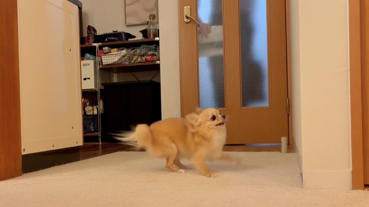 どんな状況でも大好きなパパの帰宅の足音を聞き逃さないチワワ - YouTube
