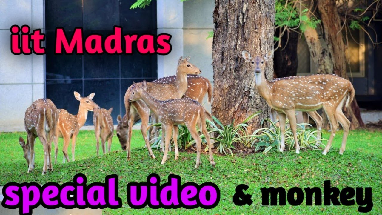deers in iit Madras campus - YouTube