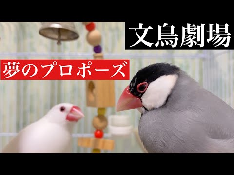 【爆笑】文鳥劇場　夢のプロポーズ　#080