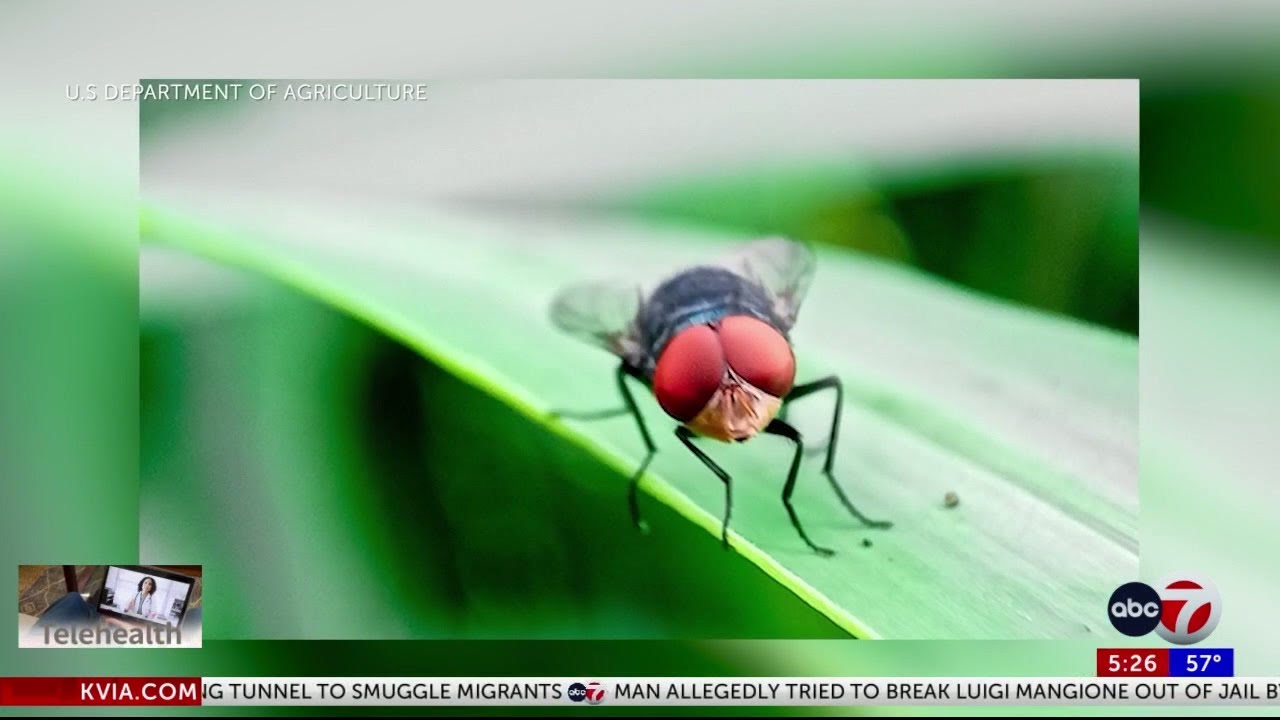 Gov. Abbott declares statewide disaster for New World screwworm
