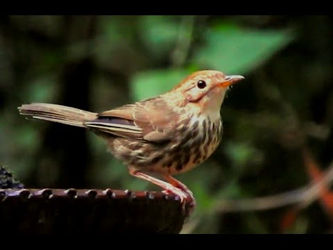Puff-throated Babbler Bird - 3 