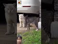 angry cats #meow #cat #funny