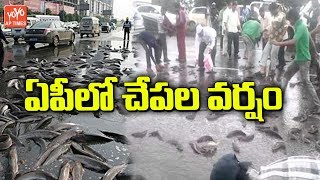 ఏపీలో చేపల వర్షం | Pethai Cyclone | Fish Rain In AP | Amalapuram | Telugu News | YOYO AP Times