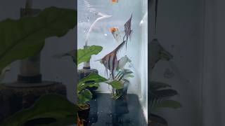 “Angler Fish Attack” #angler #fish #aquarium #shorts #ytshorts