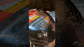 80% Frozen Snake… But Still ALIVE?! 🐍❄️ Unbelievable Survival!| #usa #usacontent #usashorts #viral