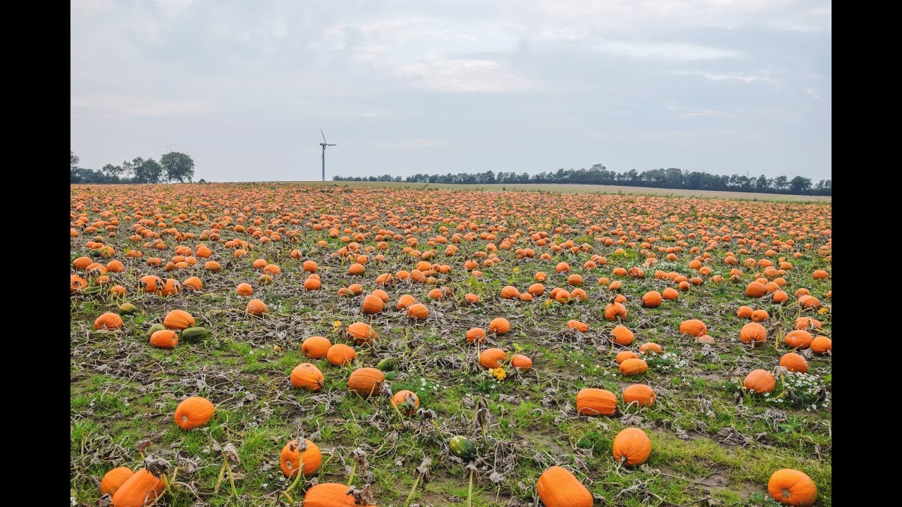 Vestsjællansk gård leverer 22.000 græskar til Halloween