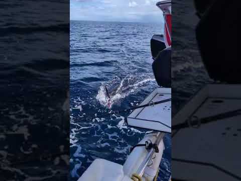 OCEAN POSSE BILL FISH CATCH AND RELEASE OCEAN POSSE