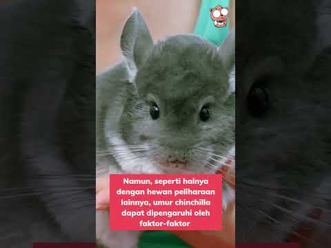 Video: Berapa lama chinchilla tinggal di rumah?