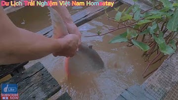 Câu Cá Tra Dầu khủng trên Làng Bè Cá Mỹ Hòa Hưng