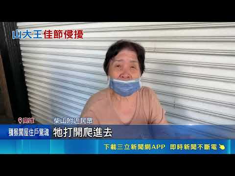 柴山獼猴闖民宅 住戶嚇自嘲:牠也要中秋團聚 防止獼猴"闖空門" 柴山周邊住戶窗邊放鐵絲網｜三立新聞LIVE