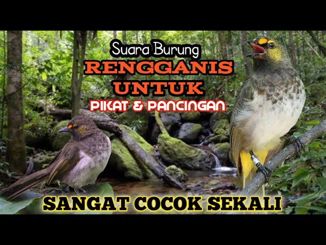 Suara Pikat Burung Rengganis. Asli Alam Liar. Sangat Jitu. class=