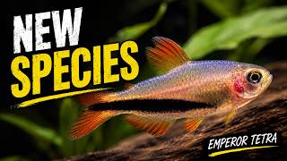 The New Tetra Everyone Is Talking About