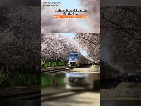 Jinhae Cherry Blossom Festival 2026 | Korea's BIGGEST Cherry Blossom Event