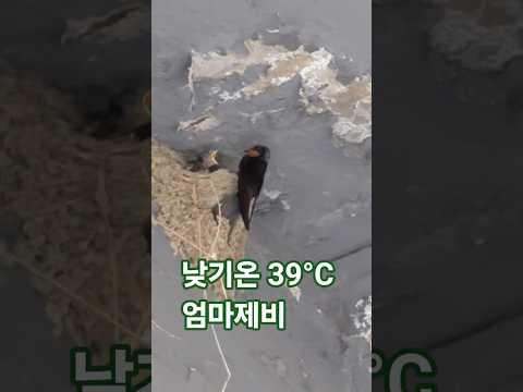 낮기온 39°C 에 열일하는 엄마제비