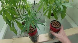 DIY Hydro Gold Leaf MicroGrow Journal 1: Introducing the Clones