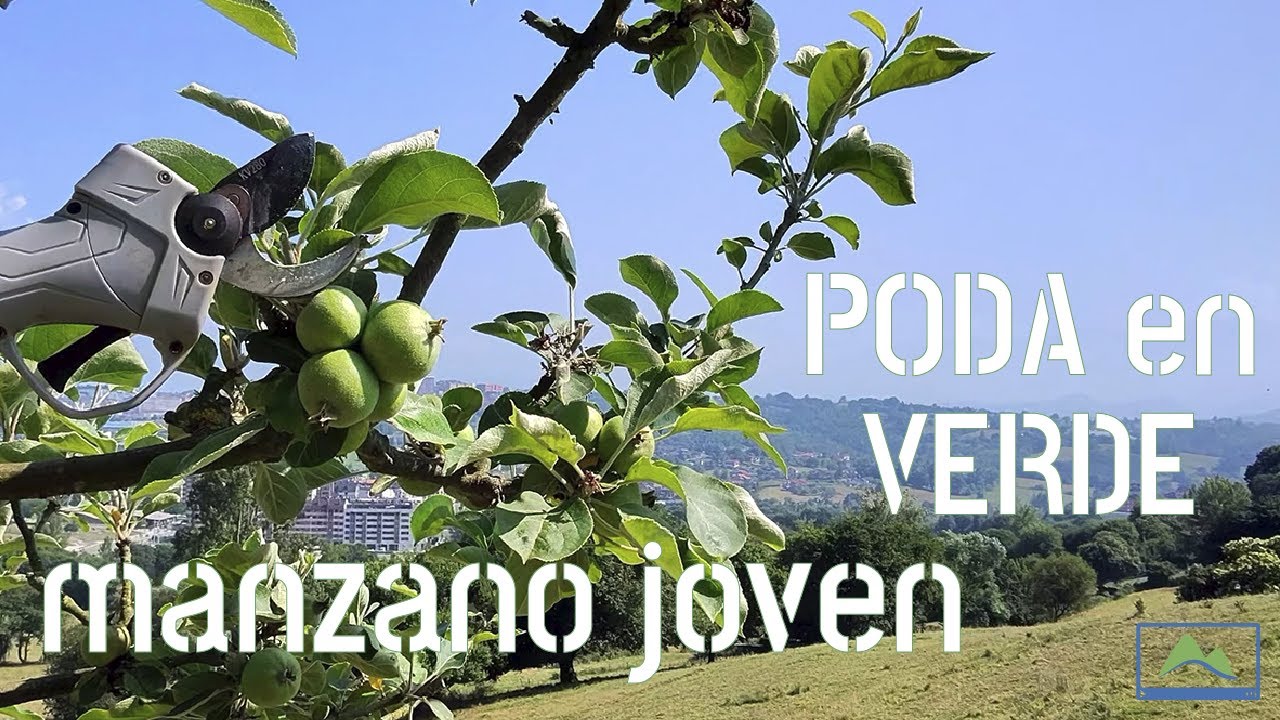 PoV PODA EN VERDE COMPLETA de un MANZANO joven, paso a paso #LdN #frutiCULTURA