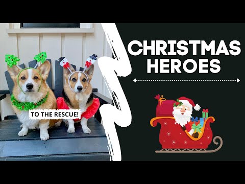 Corgis Step In For SANTA! #dogs #christmas