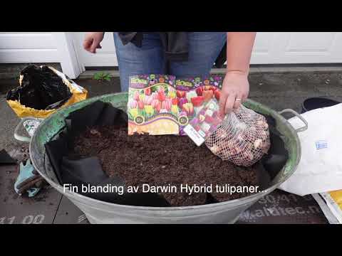 Video: Hvordan ta vare på tulipaner i potte over vinteren