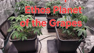 3x3 Mars Hydro with Ethos Planet of the Grapes. 3.9 gallon autopot system. Mars Hydro FC-4800.