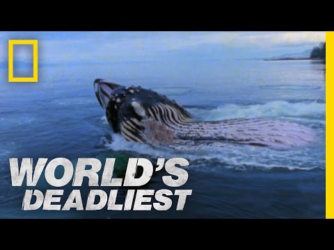Giant Jaws of Death | World's Deadliest