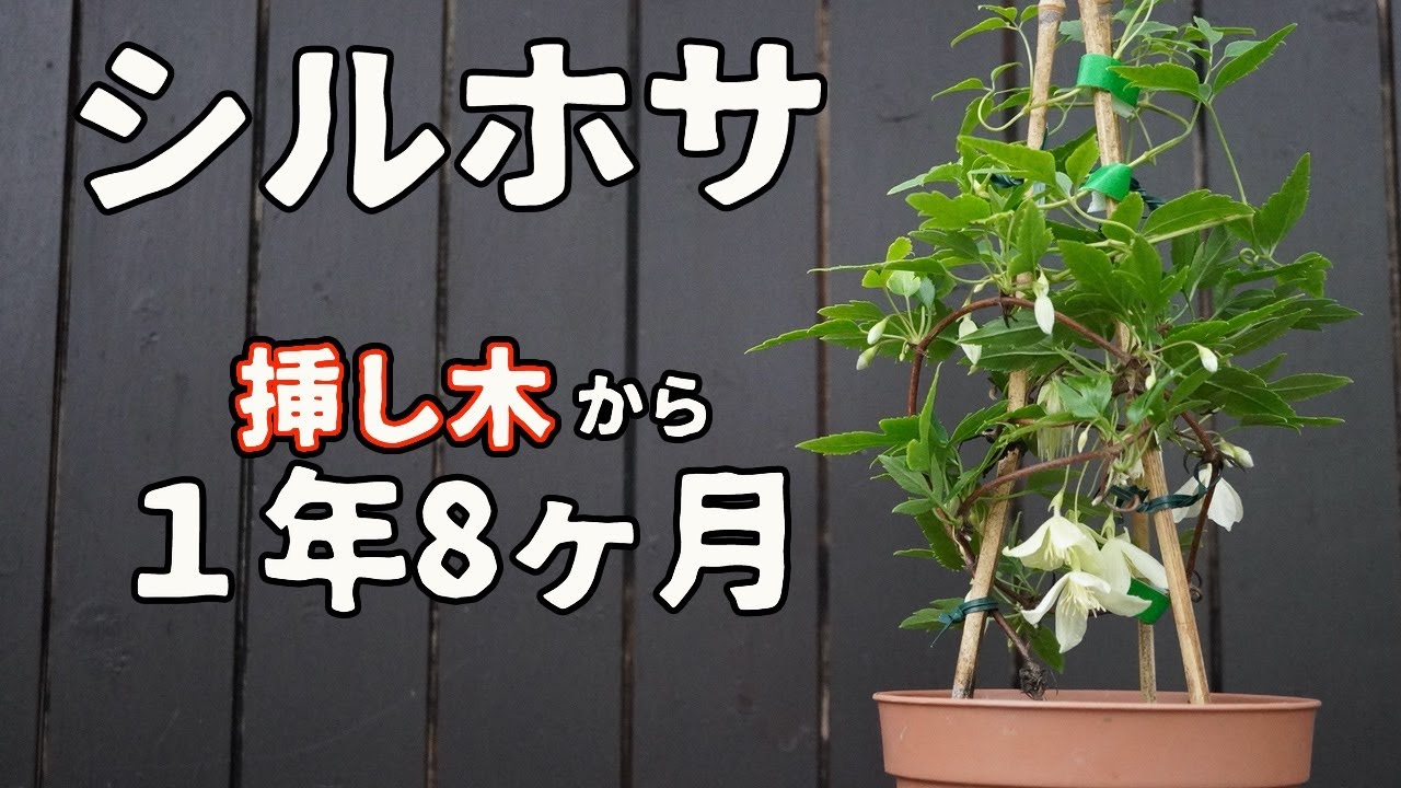 クレマチス シルホサの挿し木から1年8ヶ月 ツルが伸びてきました