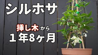 クレマチス　シルホサの挿し木から１年８ヶ月 ツルが伸びてきました
