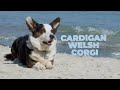 Cardigan Welsh Corgi Facts and Information の動画、YouTube動画。