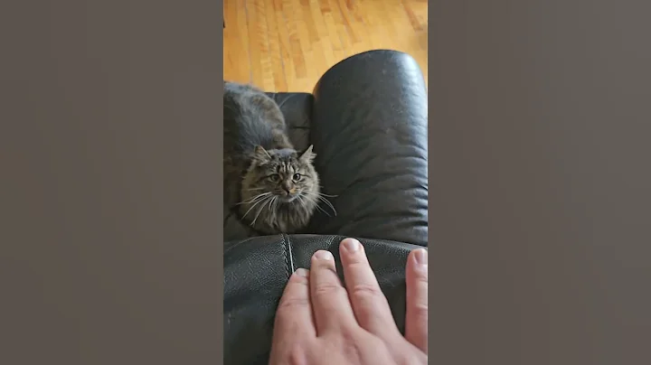 Watch the video about Maine Coon Mixed On Attack Mode 😃😍